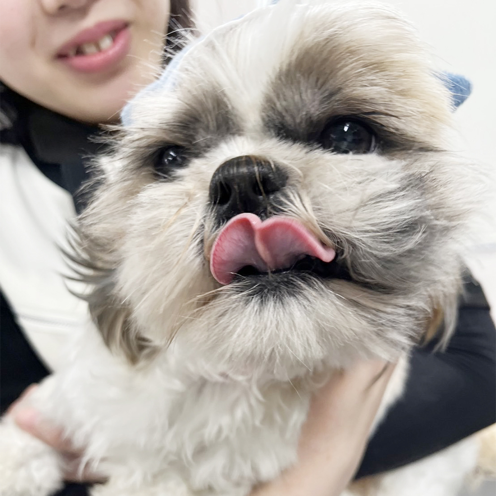 生徒が撮影したモデル犬の写真♪